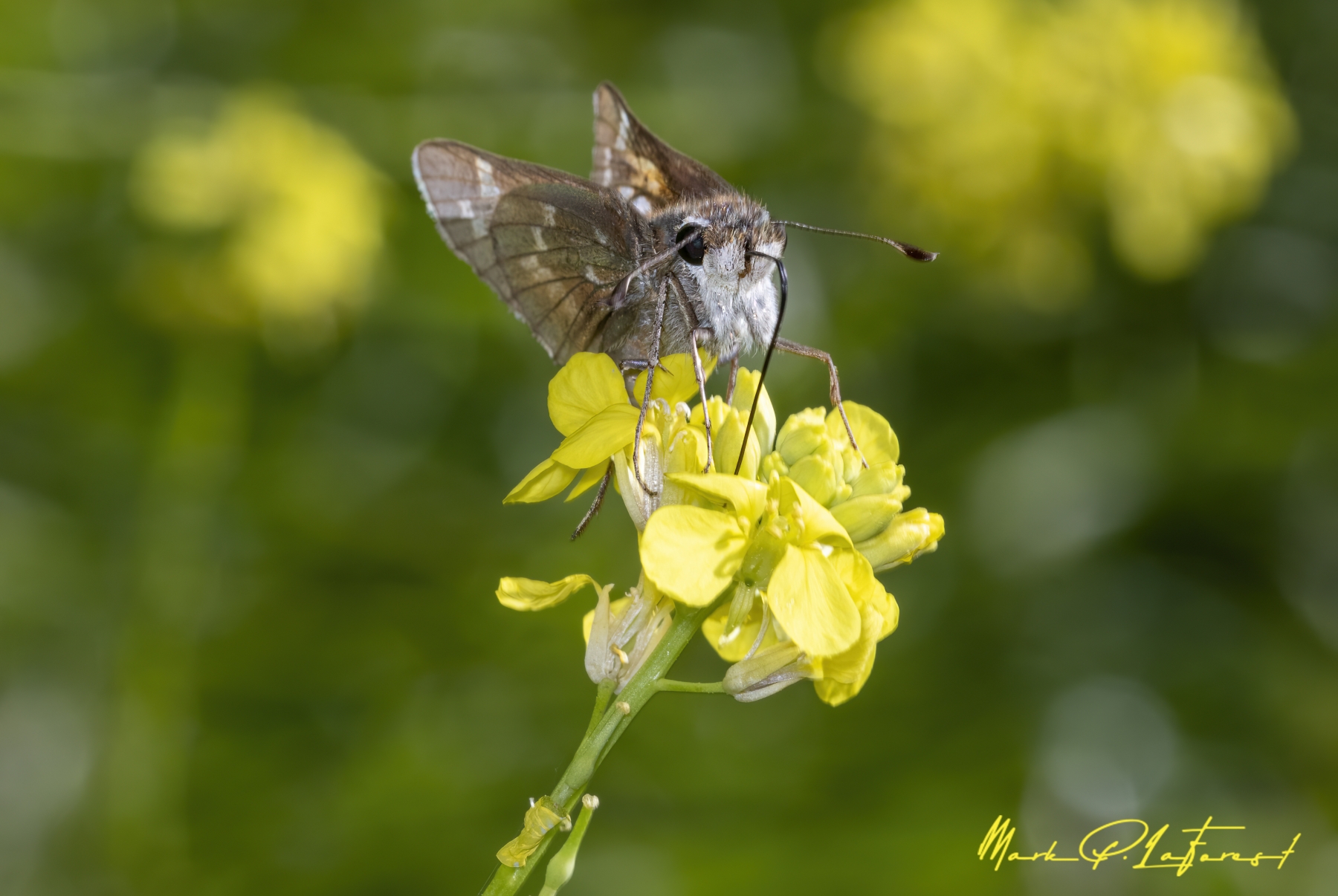 /gallery/north_america/USA/Texas/austin/Elfin Butterfly 2024-004_med.jpg